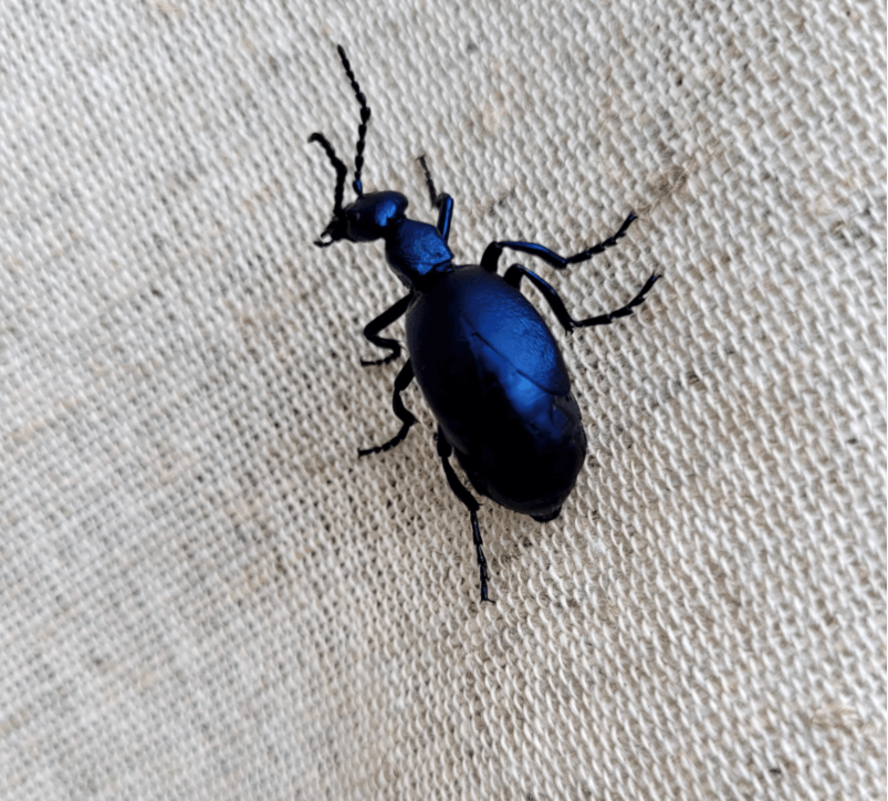 Kolory tkaniny konopnej