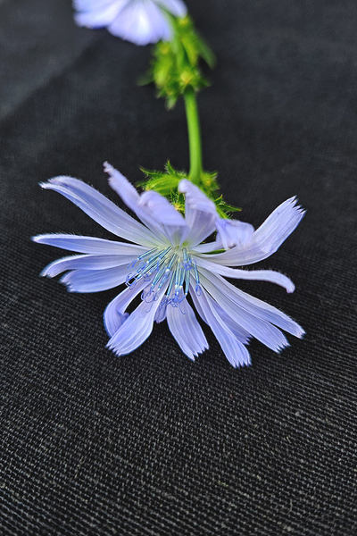 Tkanina bawełniano-konopna CZARNA - splot PŁÓCIENNY (1 m)