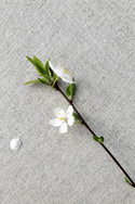 NATURAL cotton-hemp fabric - PLAIN weave (2 m)